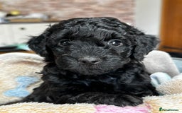 Miniature Poodle dogs for sale: Beautiful litter of Cheeky KC Reg. Mini Poodle's - Image 5