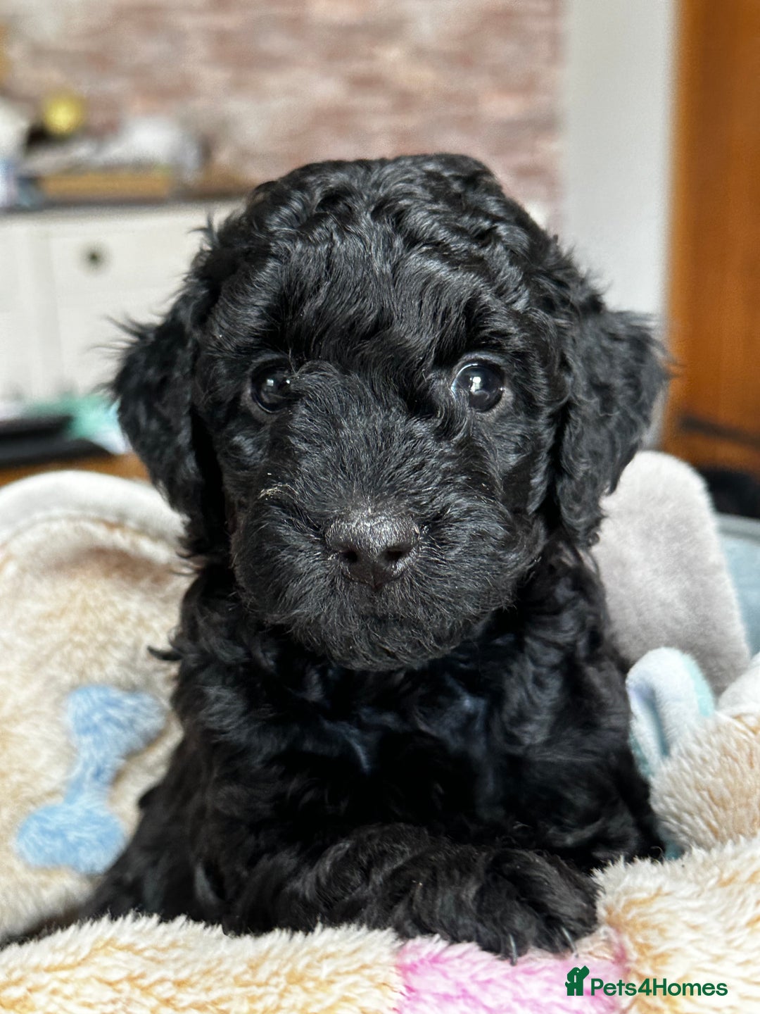 Miniature Poodle dogs for sale: Beautiful litter of Cheeky KC Reg. Mini Poodle's - Image 5