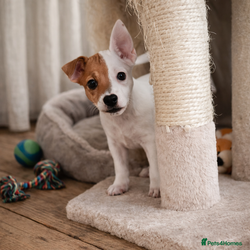 Jack Russell dogs ONLY ONE LEFT!🤎🐶Jack Russell PUPPY ✨ - Advert 2