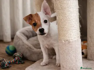 Jack Russell dogs ONLY ONE LEFT!🤎🐶Jack Russell PUPPY ✨ - Advert 2