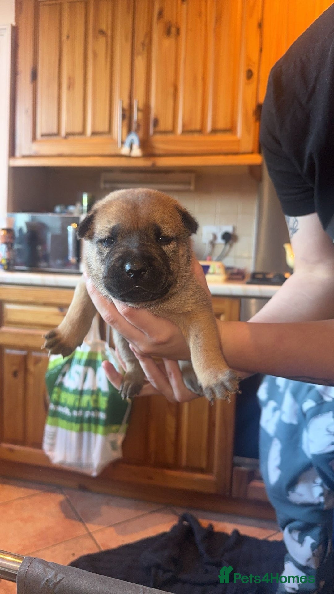 Mixed Breed dogs for sale: American bulldog / chowchow  - Advert 29