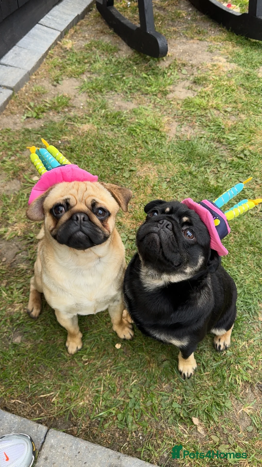 Pug dogs for stud: 🐶✨Quality Pug Stud Ready for the right match!✨🐶 - Advert 3