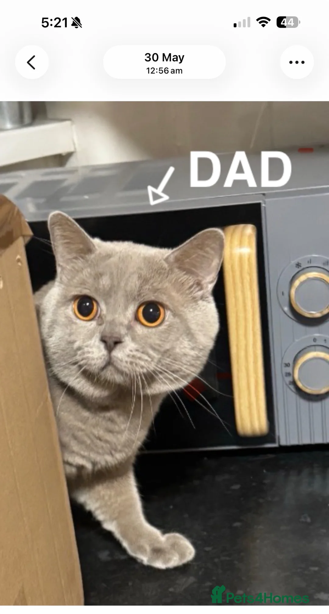 British Shorthair cats for sale: Beautiful Cream British Shorthair Kitten  - Advert 2