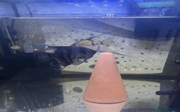 Angelfish fish for sale: Young Angel Fish - Image 10