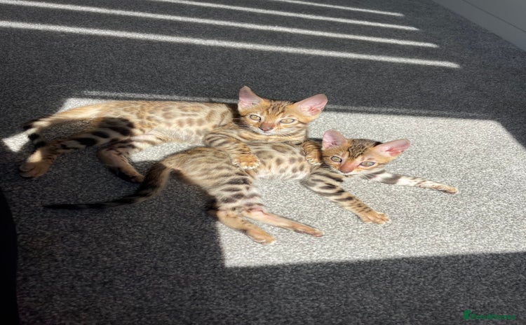 Bengal cats - Advert 4