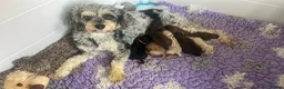 Cavapoo dogs for sale:  Merle Toy Cavapoo Puppies - Advert 13