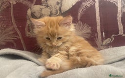 Mixed Breed cats for sale: 5 Fluffy Half Maine Coon kittens - Advert 26