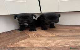 Mixed Breed dogs for sale: Wirehaired Jack Russell X wirehaired dachshund  - Image 2