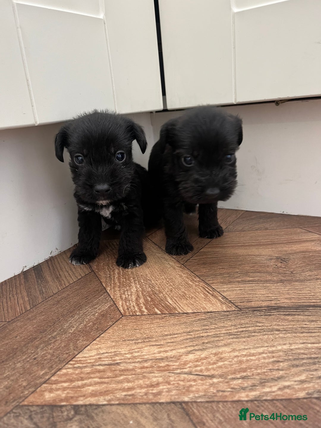 Mixed Breed dogs for sale: Wirehaired Jack Russell X wirehaired dachshund  - Image 2