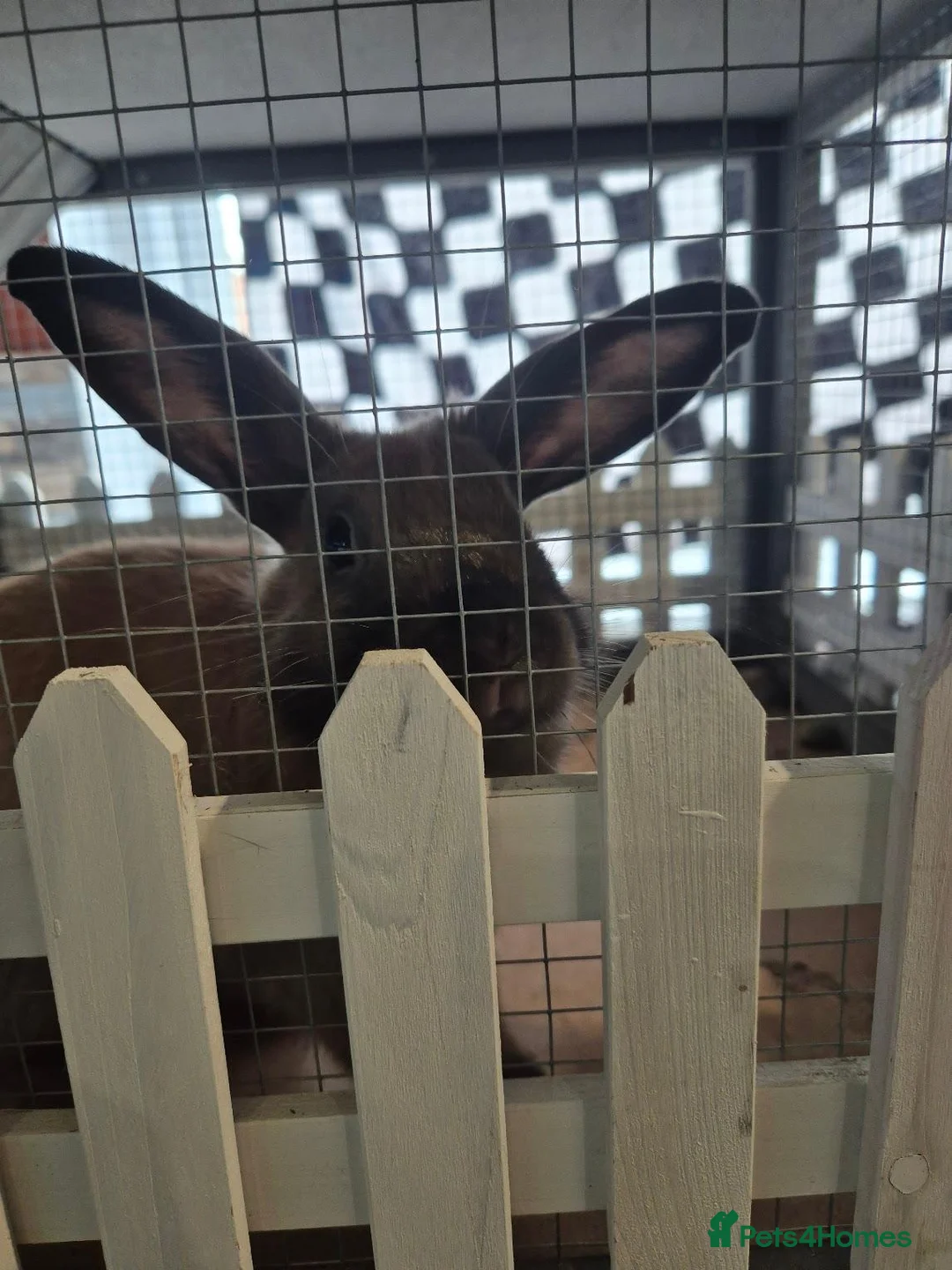 Mixed Breed rabbits for sale: Bonnie and Mochi need Rehoming  - Advert 6