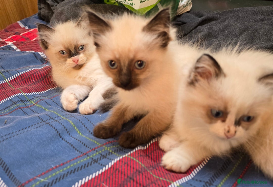 Ragdoll cats for sale:  ragdoll kittens parents gccf registered  - Image 24