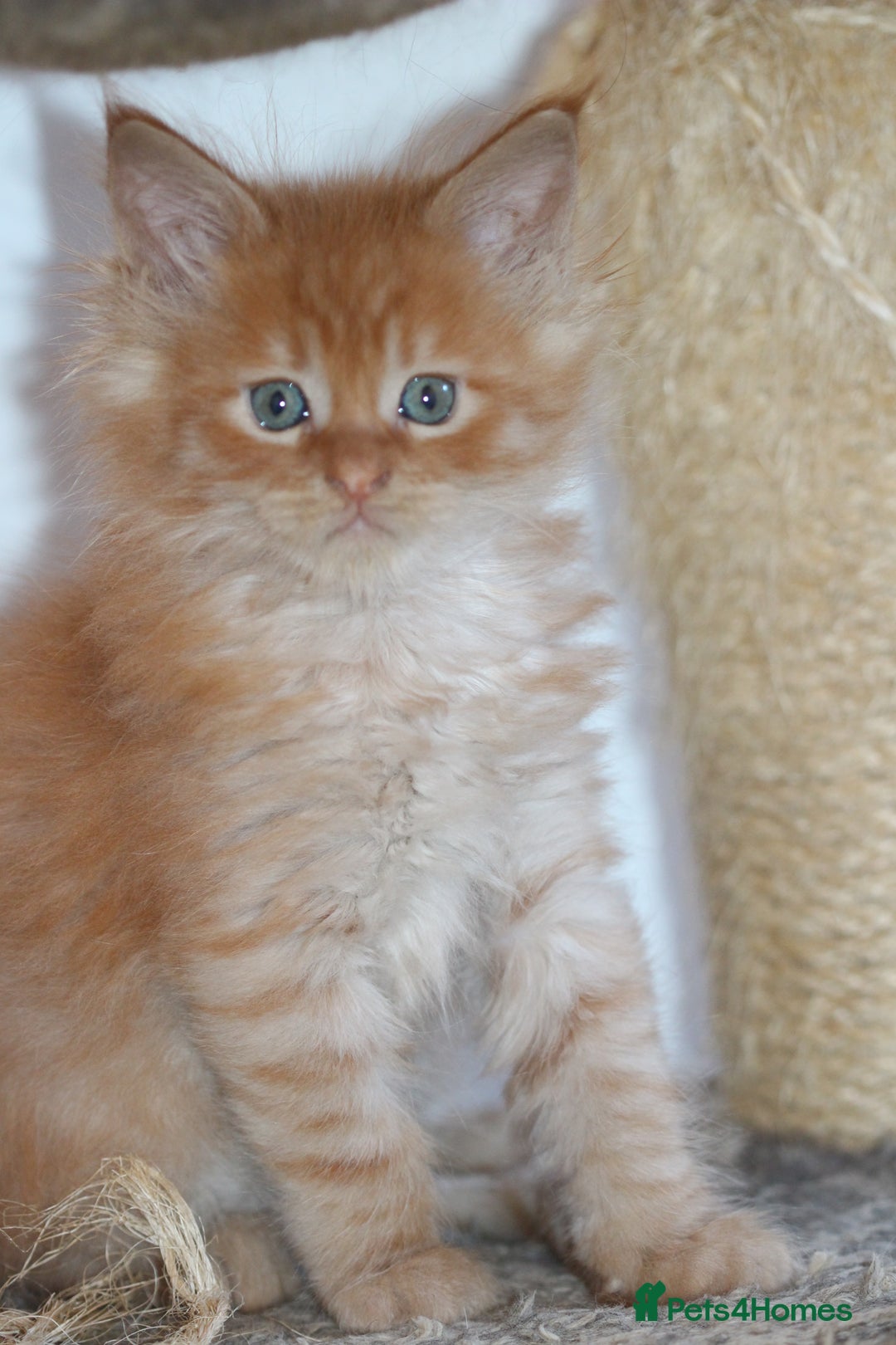 Maine Coon cats for sale: Handsome Maine Coon boys GCCF - Advert 8