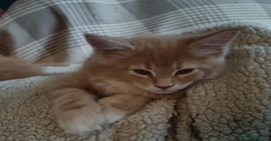Maine Coon cats - Advert 14