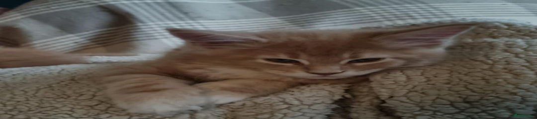 Maine Coon Kitten 1