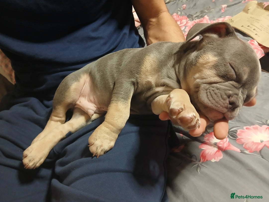 French Bulldog dogs for sale: 2 french bulldog boys  - Advert 3