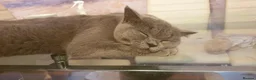 British Shorthair cats for sale: Active blue British shorthair  - Advert 2