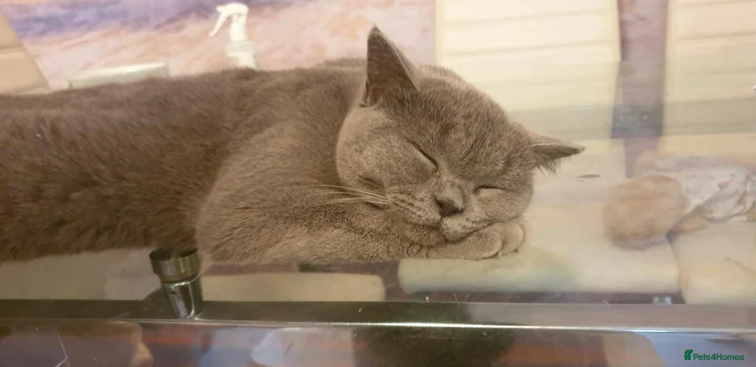 British Shorthair cats for sale: Active blue British shorthair  - Advert 2