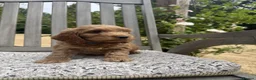 Cockapoo dogs for sale: Beautiful Litter of F1 Cockapoo Puppies - Advert 32