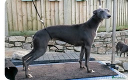 Whippet dogs for sale: Stunning quality blue whippets  - Image 20