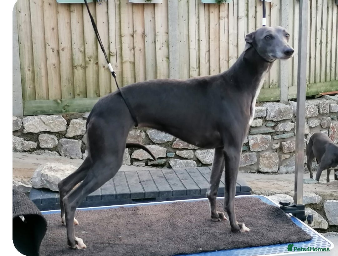 Whippet dogs for sale: Stunning quality blue whippets  - Image 20