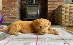 Double Doodle dogs for sale: Australian Goldendoodle puppies - Image 28