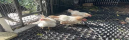 Chickens poultry for sale: 5 bantam hens & 1 cockerel bantam - Advert 19