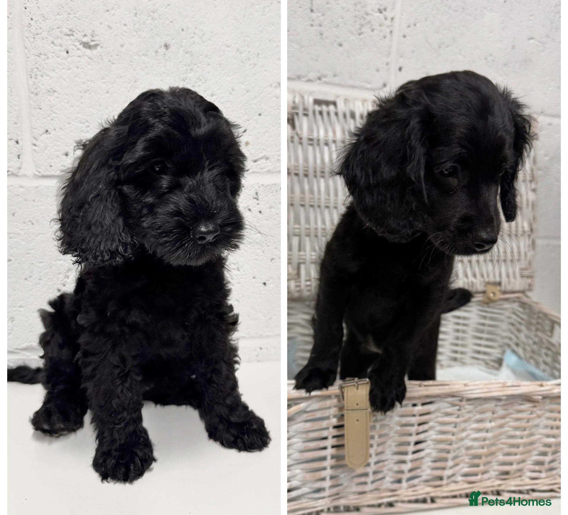 Cockapoo dogs Stunning Black Cockapoo Puppies - Ready to go  - Advert 1