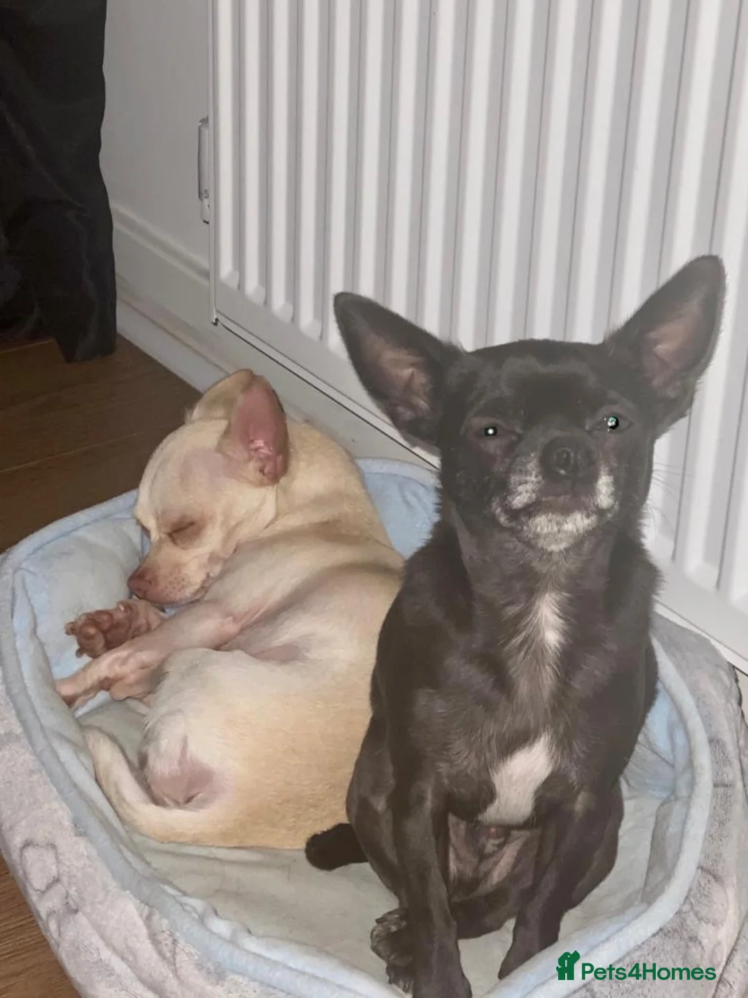 Chihuahua dogs for sale: Bino and Boo  in Banbury - Advert 2