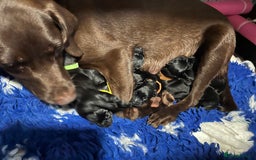 Labrador Retriever dogs for sale: Kc Labradors working line Bred for assistance work - Image 8