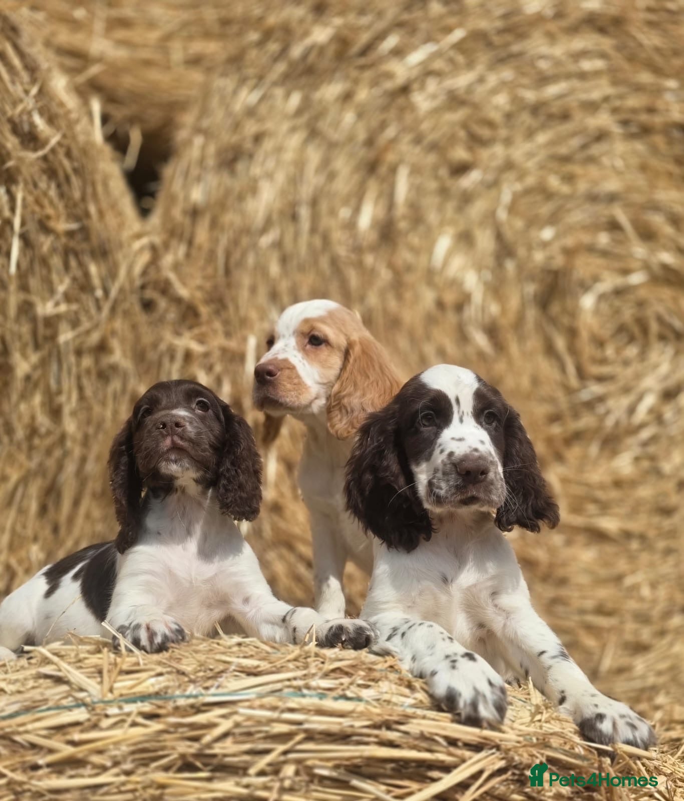 Cocker Spaniel dogs !READY NOW ! REDUCED working cocker spaniel pups - Advert 1