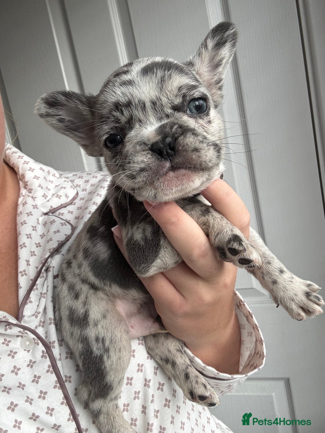 French Bulldog dogs for sale: French bulldog puppies  - Advert 1