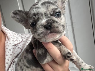 French Bulldog dogs French bulldog puppies - Advert 2