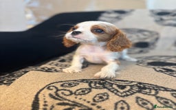 Cavalier King Charles Spaniel dogs for sale: 🐶KC Cavalier King Charles Puppies ready today! 🐶 - Image 1