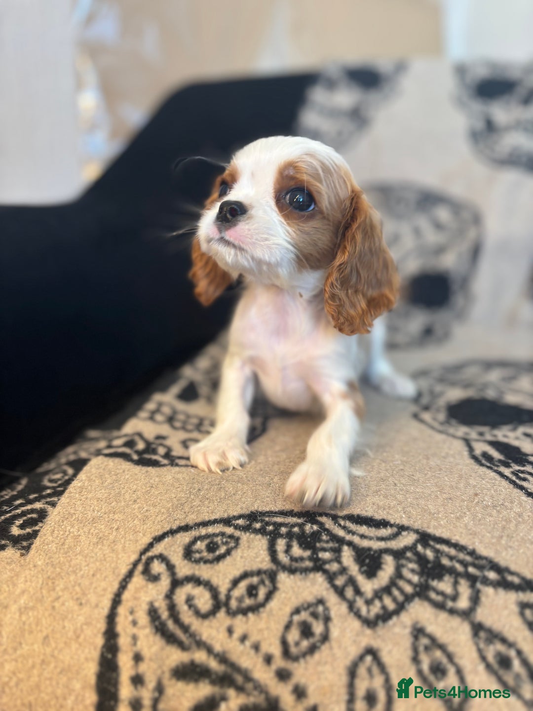 Cavalier King Charles Spaniel dogs for sale: 🐶KC Cavalier King Charles Puppies ready today! 🐶 - Image 1