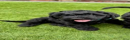 Australian Labradoodle dogs for sale: Multigenerational Australian Labradoodle Puppies - Advert 38