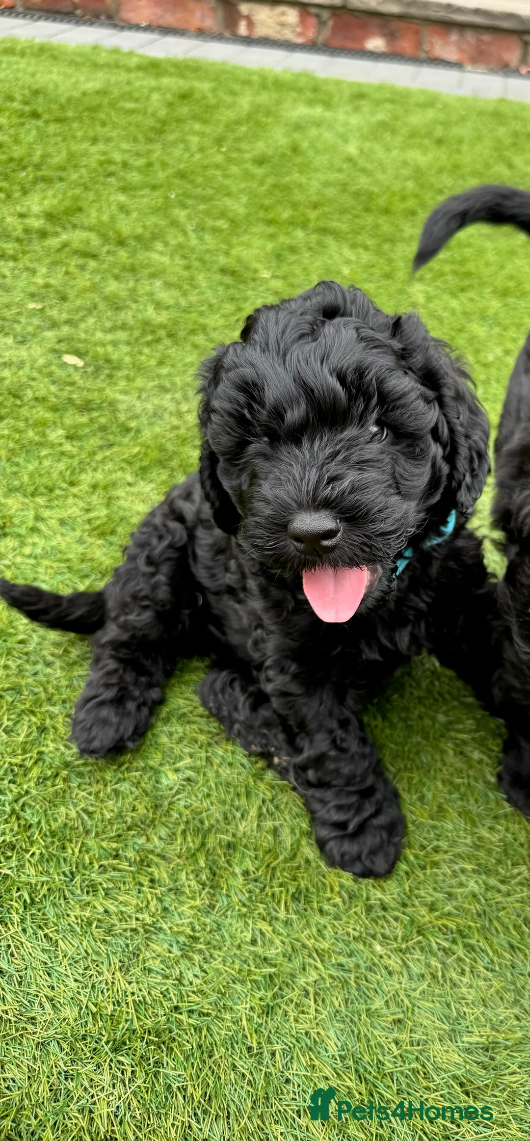 Australian Labradoodle dogs for sale: Multigenerational Australian Labradoodle Puppies - Advert 38