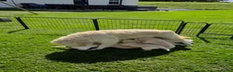 Golden Retriever dogs for sale: KC GOLDEN RETRIEVER PUPPIES  - Advert 20