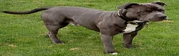 Staffordshire Bull Terrier dogs for stud: Blue staffordshire bull terrier for stud - Advert 4