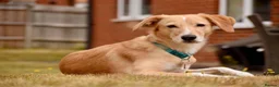 Mixed Breed dogs for adoption: Maple is ready for her forever family!  in Swindon - Advert 4