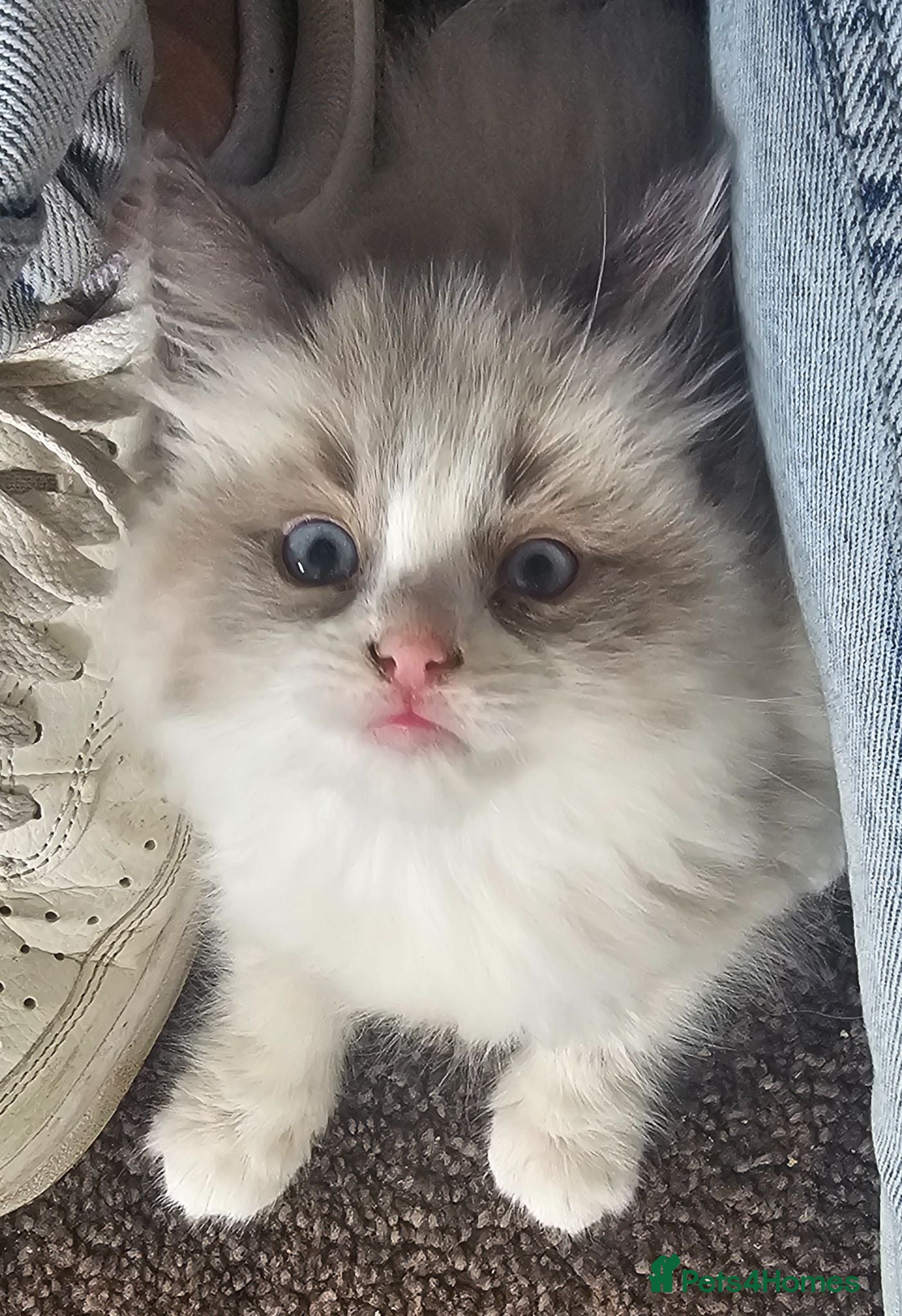 Ragdoll cats READY NOW Adorable pure ragdoll kittens  - Advert 2