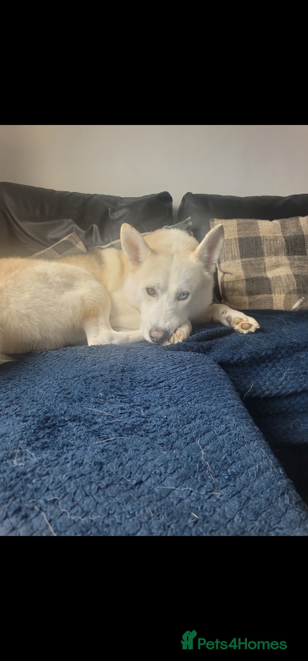 Shepsky dogs for sale: Shepsky Puppies - Advert 4