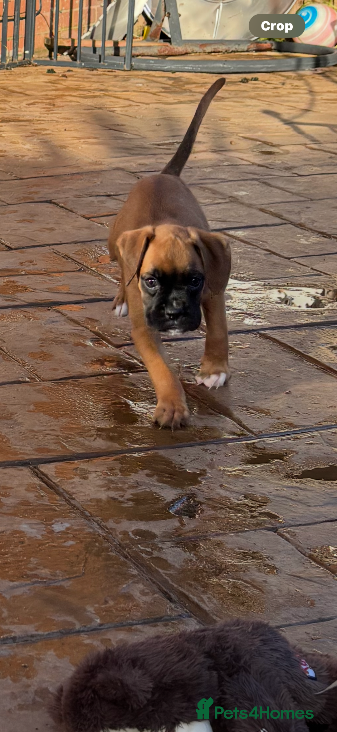 Boxer dogs for sale: Boxer pups  - Advert 4