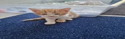 Mixed Breed cats for sale: Handsome Ginger Boy & Adorable Calico Girl - Advert 20
