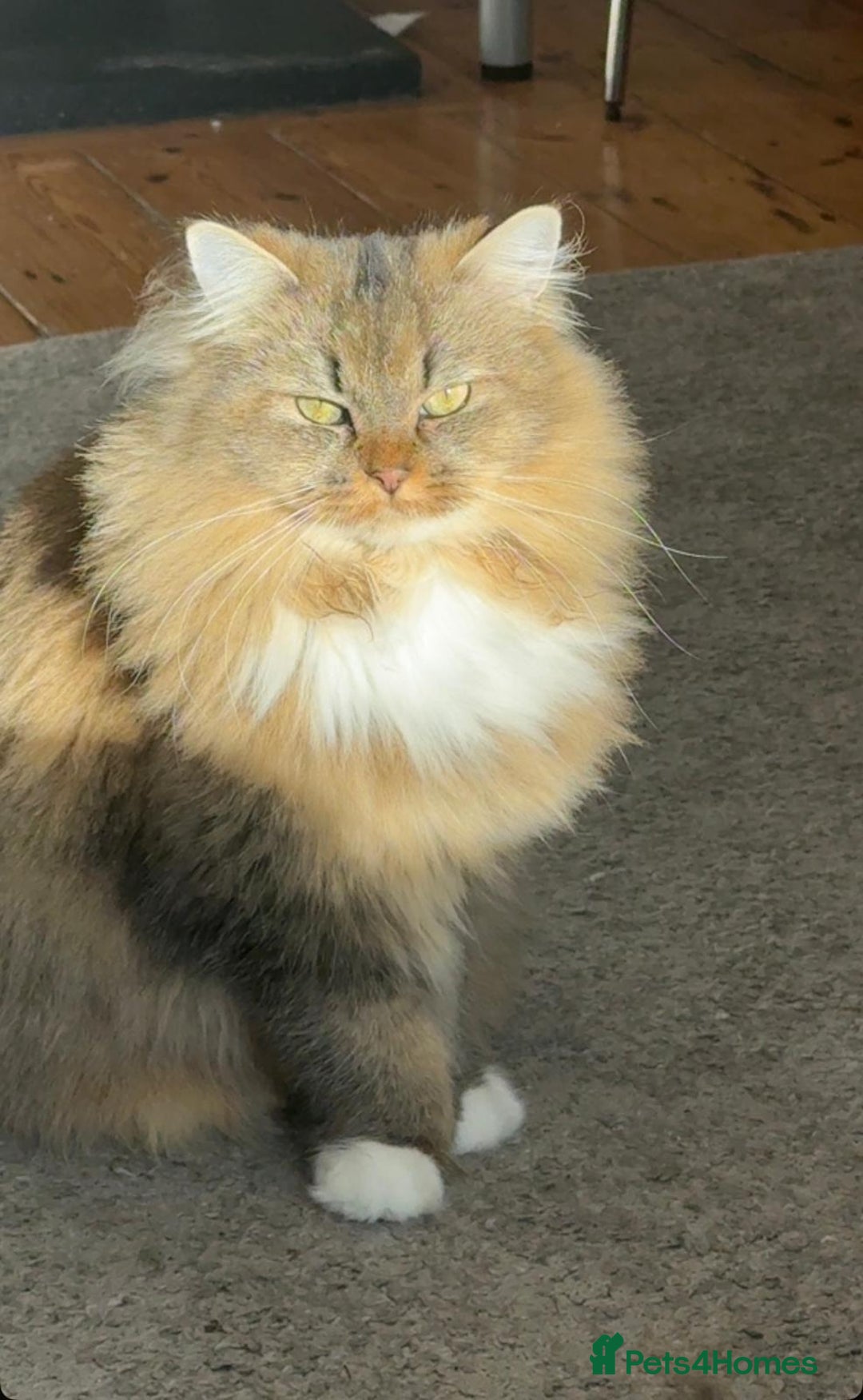 British Longhair cats for sale: Rehoming Purebred British Longhair  - Advert 8