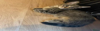 Mixed Breed 1