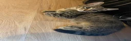 Mixed Breed cats for sale: 2 short hair, moggy, kittens. in West Malling - Advert 3