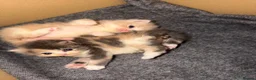 Exotic cats for sale: 🐾 Beautiful Exotic-Type Longhair Kittens 🐾 in Leeds - Advert 8