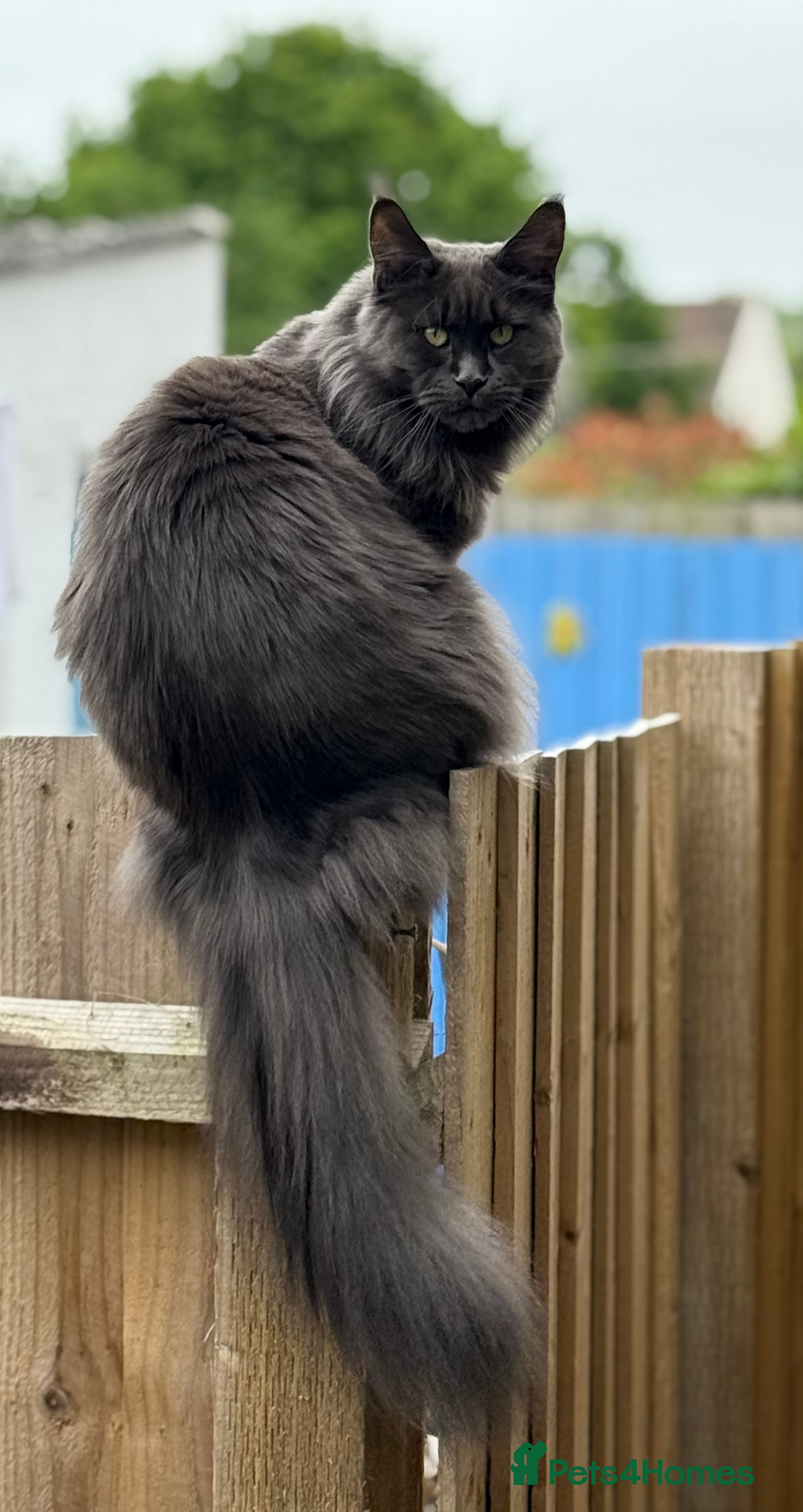 Maine Coon cats 3 Female 4 Male - Advert 3