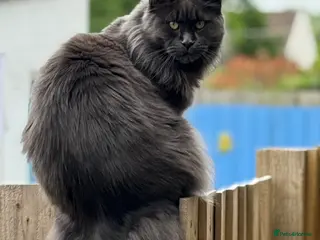 Maine Coon cats 3 Female 4 Male - Advert 1