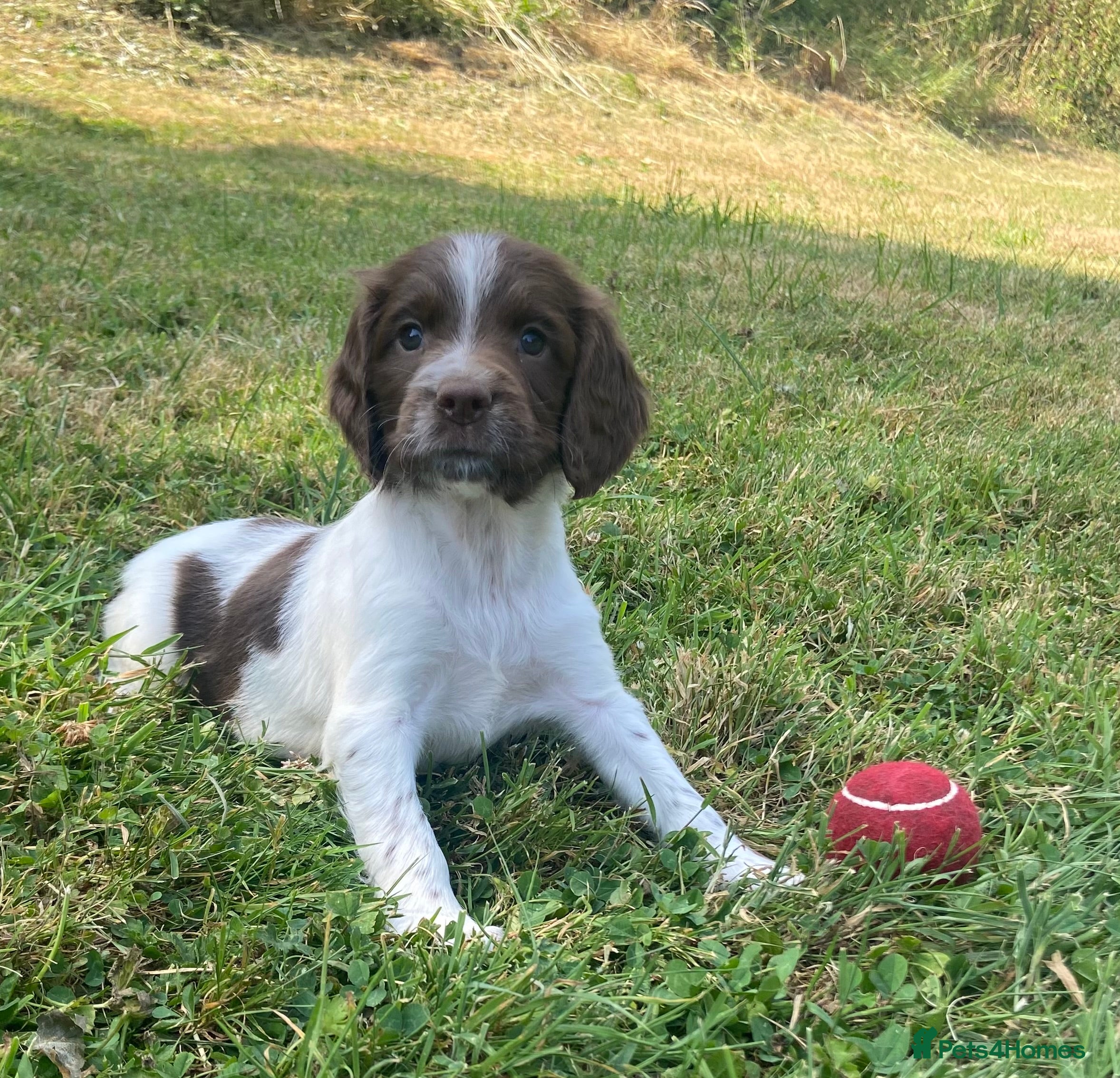 English Springer Spaniel dogs Kc registered English springer spaniel pups - Advert 2
